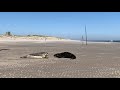 Zeehonden terug naar zee I Ecomare Texel Mp3 Song