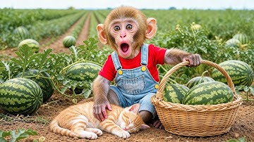 Monkey Nana drives a tractor and the Strange adventure in the watermelon Field - NANA MONKEY LIFE