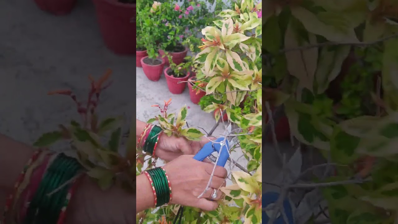 Cleaning✂🧹Hamelia💚Plant🌱✨ ||HOME GARDENING 🏡||
