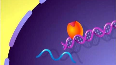 Intracellular Receptor Model HD Animation