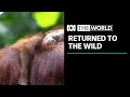 Orangutans returned to the forests of Borneo | The World