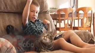 Dog attack victim says cat is his hero | Hero Cat Saves Boy From Dog