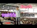 เลี้ยงสุกรขุน ระบบฟาร์มปิด คืนทุนเร็ว กำไรงาม|| Farm Tours