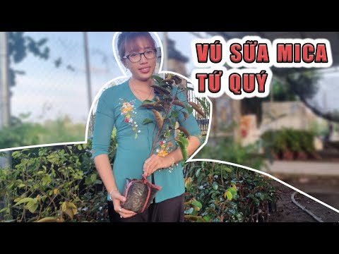 Video Cây vú sữa mica giống, vỏ không mũ ăn được | ???? Ngân... - youtube