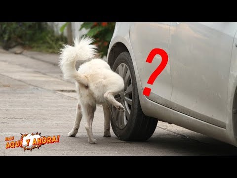 Video: ¿Por qué algunos perros hacen pis en los invitados?