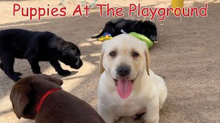 Puppies At The Playground