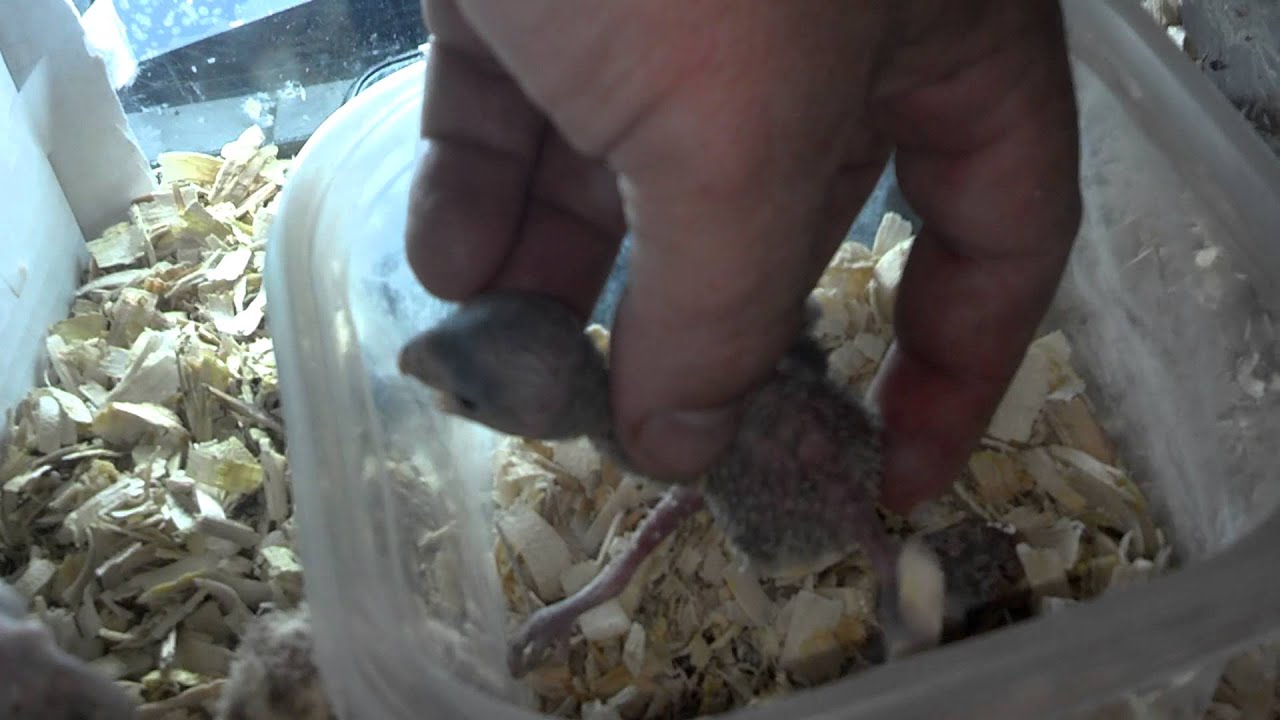 Baby Parrot Brooder 