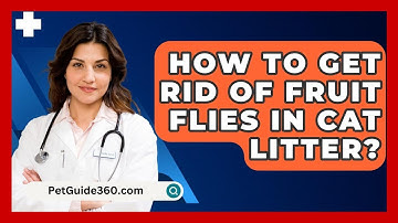 How To Get Rid Of Fruit Flies In Cat Litter? - PetGuide360.com