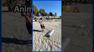 The world’s weirdest animal poop😳💩 #weird #animals #viral #facts #fypage