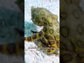 El pulpo de anillos azules y su letal Veneno #ciencia #reinoanimal #curiosidades