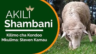 KILIMO CHA KONDOO || AKILI SHAMBANI