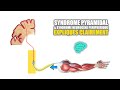  syndrome pyramidal vs syndrome neurogne peripherique expliqus trs clairement par dr astuce