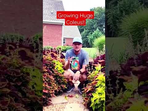 Video: Coleus augi: padomi Coleus kopšanai