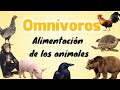 Animales omnívoros