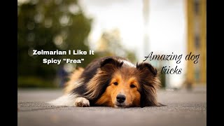 Amazing dog tricks by Frea 1,5 years 🩷 by Focus the sheltie 1,973 views 6 months ago 3 minutes, 27 seconds