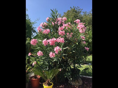 Vidéo: Le Laurier-rose (Nerium Oleander) Est Une Excellente Plante Pour La Décoration De Pièces Spacieuses