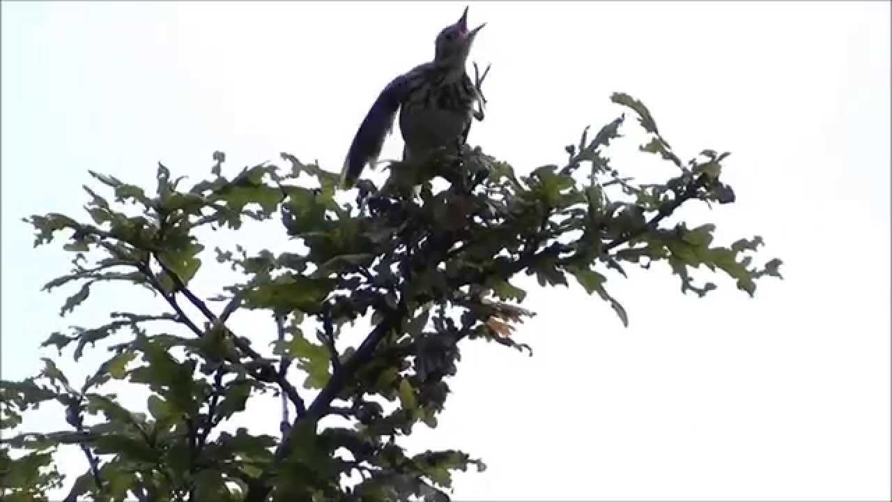 Tree Pipit, Boompieper singing 