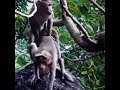 Monkeys Homosexual Activity | Yes Ofcourse ...Have Gay Monkeys Among Their Family! | Gay Monkeys