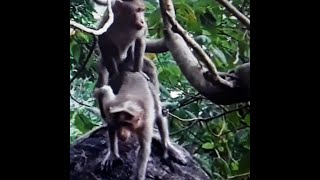 Monkeys Homosexual Activity | Yes Ofcourse ...Have Gay Monkeys Among Their Family! | Gay Monkeys