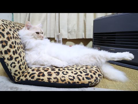 ファンヒーターの前の猫　Cat to warm by a heater　210208