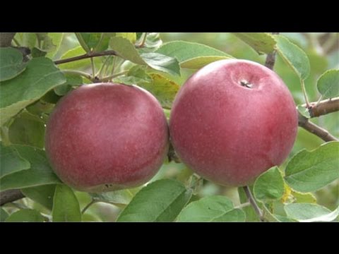 וִידֵאוֹ: איך התגלו התפוחים של סמרנקו