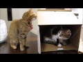 箱で遊ぶ猫２匹　～ぴっち♀＆ぽっけ♂～　Cats playing in the box　～Picchi♀＆Pokke♂～　2014.04.