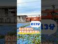 今行くべき春スポット！伊予鉄道郡中線で行く古泉駅前のネモフィラ畑🫧　 #伊予鉄-#伊予鉄道 #郡中線 #古泉駅 #電車 #伊予市 #ネモフィラ #愛媛 #愛媛観光 #ehime #松前町