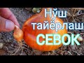 СЕВОК - Нўш Пиёз хақида маълумотлар