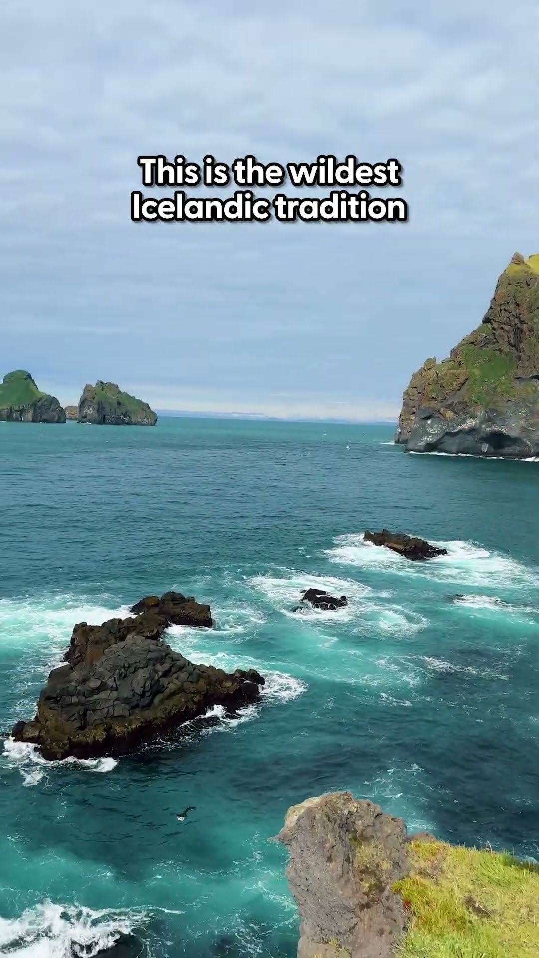 Icelandic Locals Are Throwing Baby Puffins Off Cliffs | The Dodo