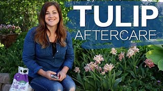 Tulip Aftercare 🌷 // Garden Answer