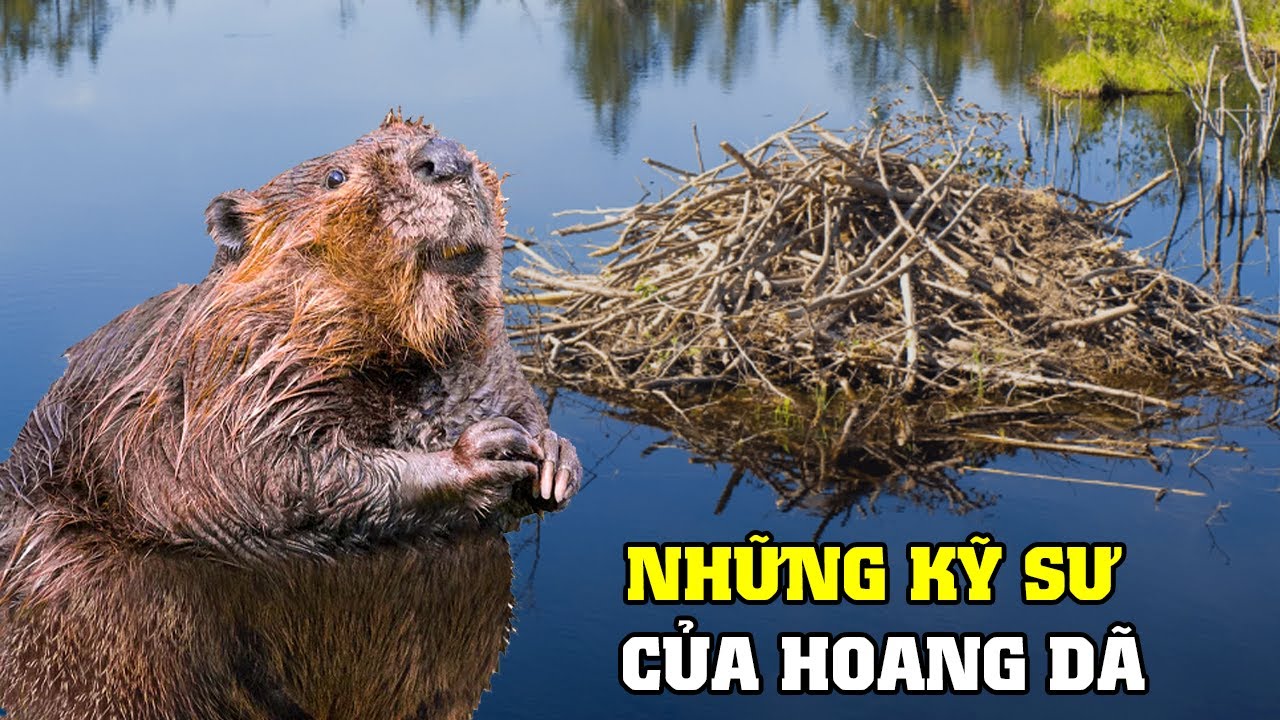 ⁣Công Trình Của Động Vật Hoang Dã | Khám Phá Thế Giới Động Vật Hoang Dã