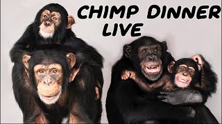 The one and only chimp dinner 1-09-22