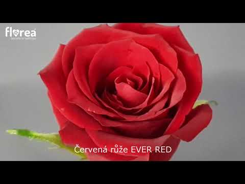 Video: Červené Měsíčky (18 Fotografií): Popis Měsíčků Red Brocade A Red Cherry, Red Aspen A Dalších Odrůd