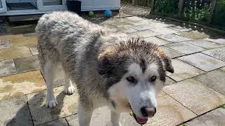 Jenson the Alaskan malamute friday bath time