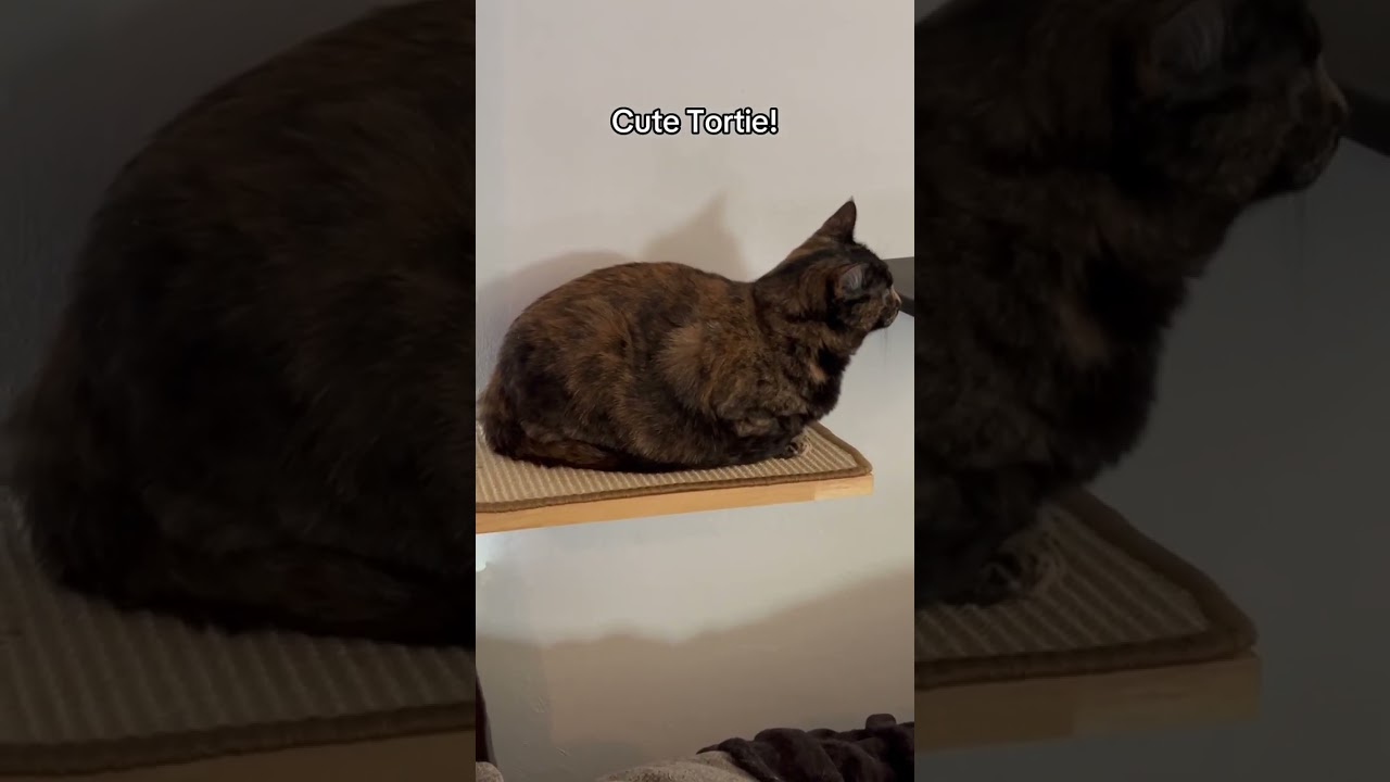 Cute Tortie! 