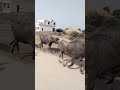 قطيع من الجواميس يعبر الطريق مع ا في سحر ثار باركار    