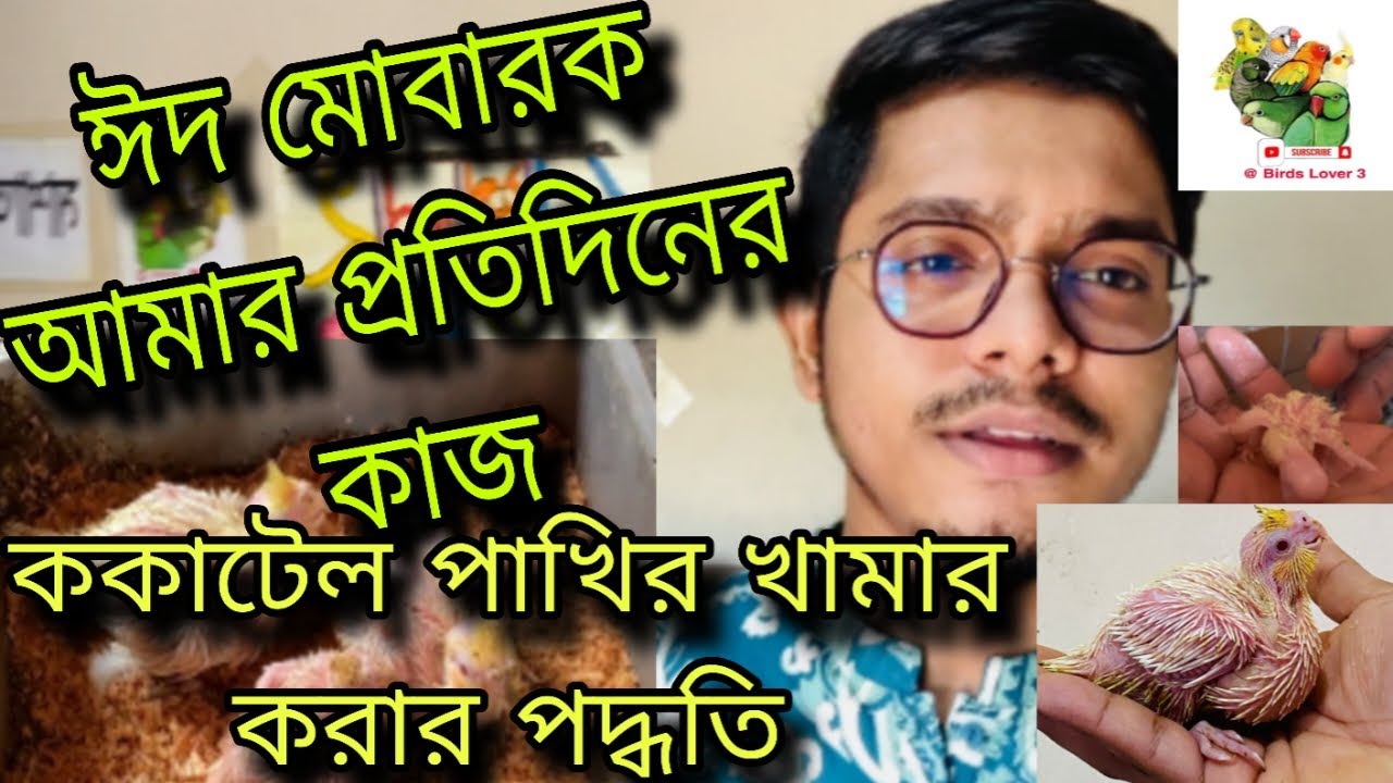 ককাটেল পাখির খামার করার পদ্ধতি | ঈদ এ কি কি করলাম ? আমার প্রতিদিনের কাজ | ককাটেল পাখির খামার