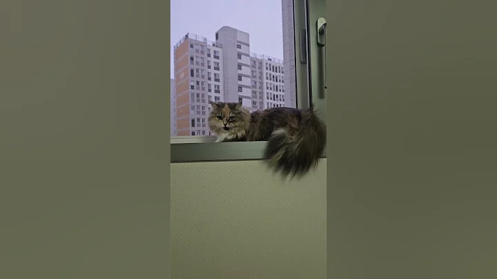 Video 11234131: munchkincat munchkins, munchkin cat cutecat kittens, munchkin kitten pets cats, cutecat munchkincat pets animals, munchkin cute kitten pets