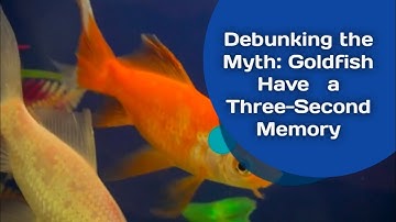 Debunking the Myth: Goldfish Have a Three-Second Memory