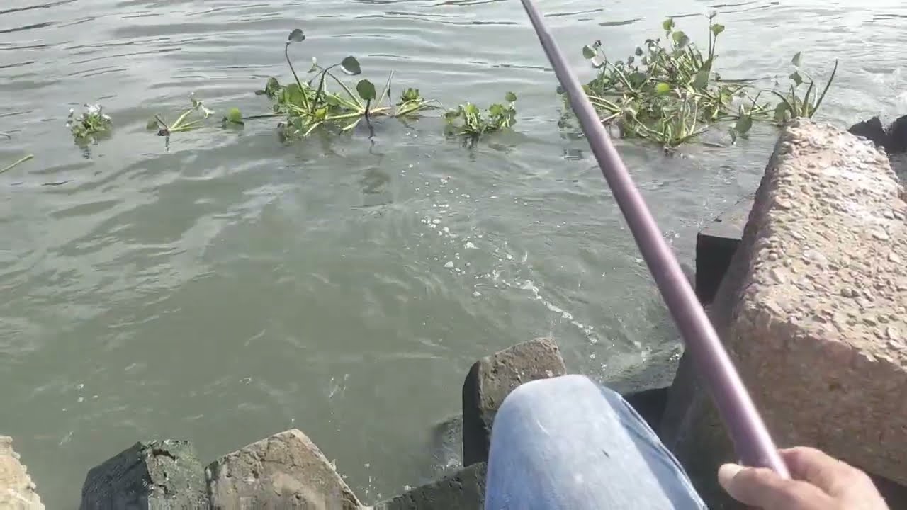 صيد الاسماك #شوف #الحمدلله السمك البورى بداء ياكل #بحر #اكسبلور #fishing #