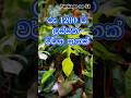 හොදින් වැඩුණු පැළ තුනම රු 1200 යි ✨ 🔥 #plants #garden #shorts