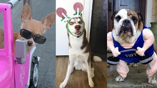 CUTE AND FUNNY DOGS VIDEO COMPILATION 🐶😂❤️ - TRY NOT TO LAUGH!! | Funny Pets