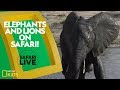 African Wildlife Behavior and Characteristics