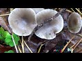 Какие грибы растут в октябре. Рядовка серая и другие осенние грибы.