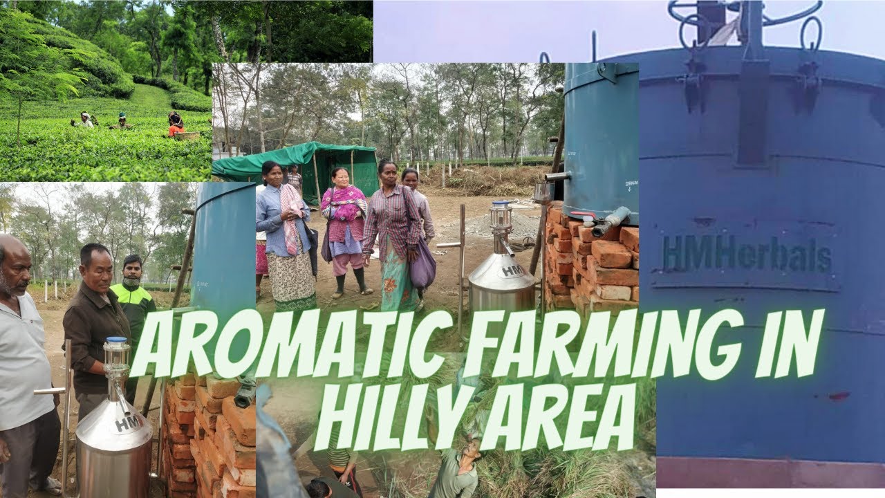 Aromatic farming accept and diversify in tea gardens. HM Herbals project at Siliguri tea garden