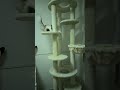 足短いのに…運動神経抜群なんです#ねこ #cat #猫運動神経抜群 #shorts
