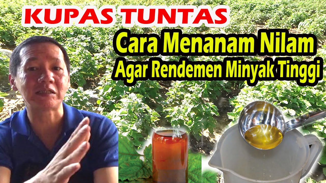 simak-penjelasan-dari-peneliti-cara-menanam-nilam-yang-baik-agar