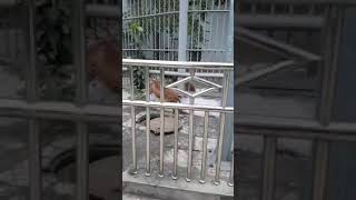 Agressive Pitbull Vs Tiger Fight