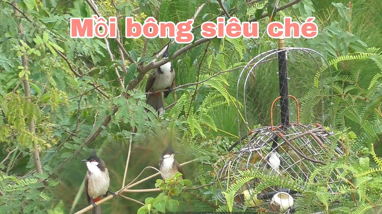 B.ẫy chào mào |Mồi bông siêu ché thu phục bổi bộ to bung xoè |Huy sky