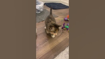 cute kittens playing